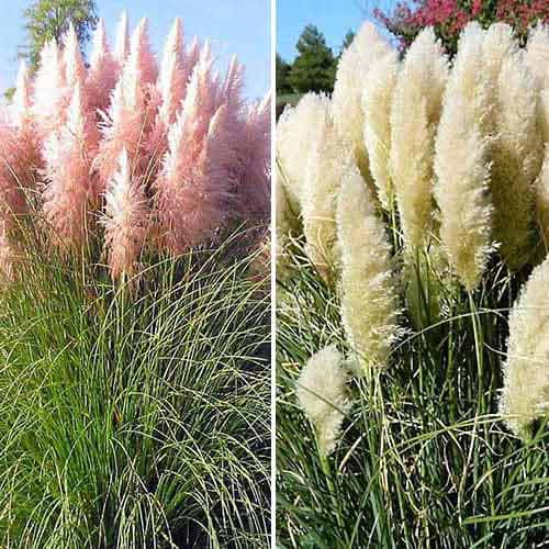 Super komplekts! Krāsains Pampas zāles mix, komplektā 2 stādi interface.image 1 interface.art 76680