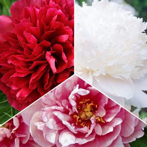 Super komplekts! Pilnziedu peonijas, komplektā 3 šķirnes interface.image 1 interface.art 77809