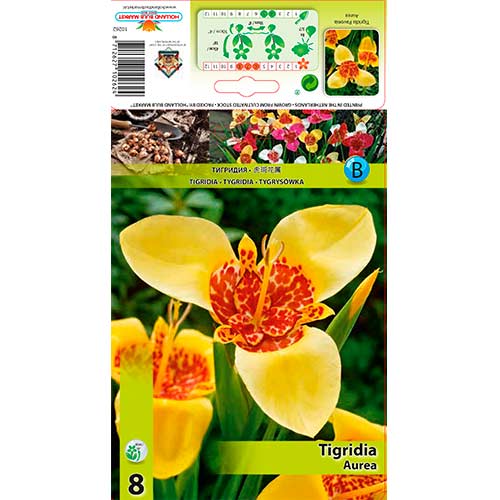 Tigrīdija Aurea interface.image 1 interface.art 70450