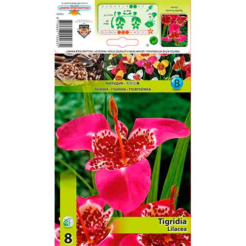 Tigrīdija Lilacea interface.image 1 interface.art 70451