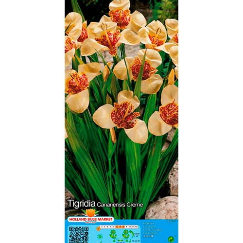 Tigrīdijas Creme interface.image 1 interface.art 76501