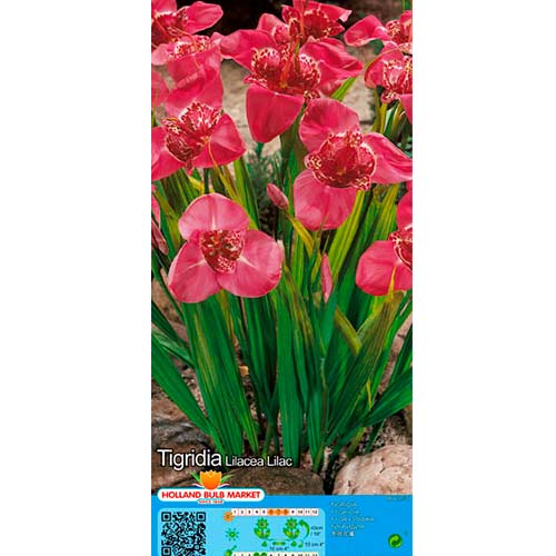 Tigrīdijas Lilac interface.image 1 interface.art 76502