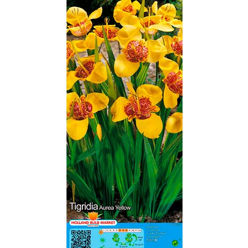 Tigrīdijas Yellow interface.image 1 interface.art 76505