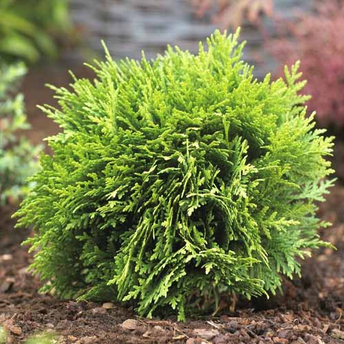 Tūja Danica, C2 interface.image 1 interface.art 7750