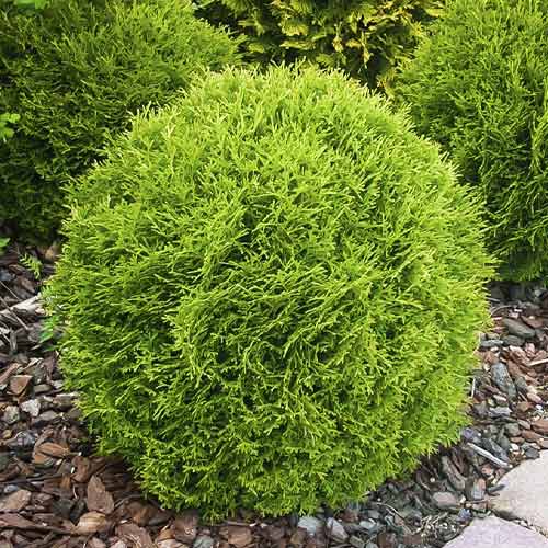 Tūja Little Giant, С3 interface.image 1 interface.art 7751