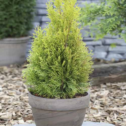 Tūja Smaragd, C2 interface.image 1 interface.art 7752