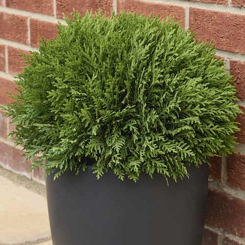 Tūja Tiny Tim, C2 interface.image 1 interface.art 7754