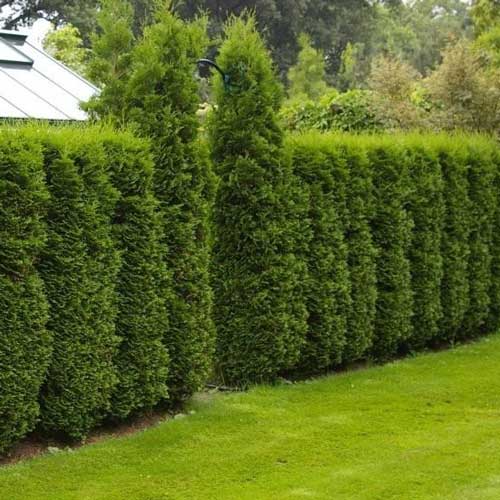 Tūja Columna, C2 interface.image 1 interface.art 9413