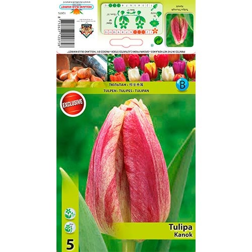 Tulpes Kanok interface.image 1 interface.art 68407