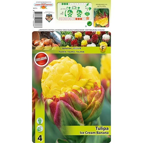 Tulpes Viridiflora Ice Cream Banana interface.image 1 interface.art 68402