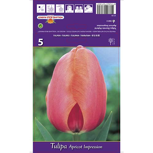 Tulpes Darvina Apricot Impression interface.image 1 interface.art 67687