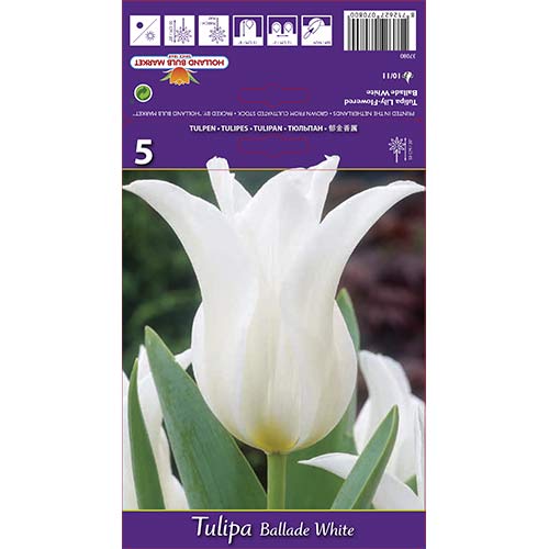 Tulpes lilijziedu Ballade White interface.image 1 interface.art 67691