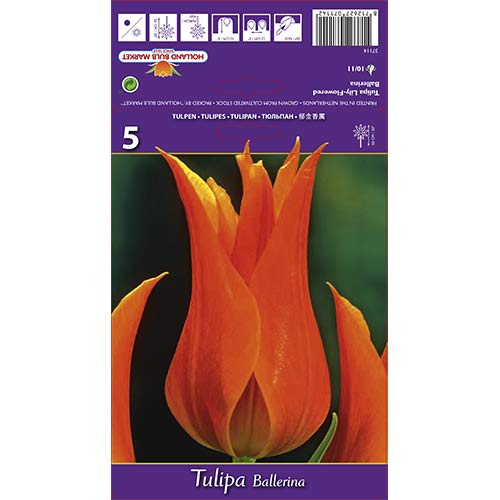 Tulpes lilijziedu Ballerina interface.image 1 interface.art 67754