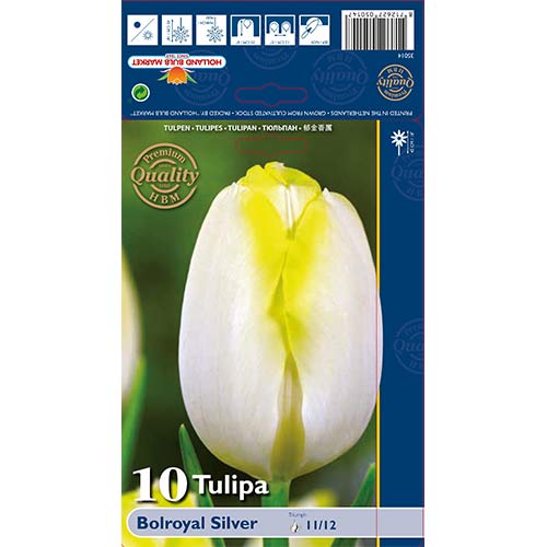 Tulpes Triumph Bolroyal Silver interface.image 1 interface.art 67706