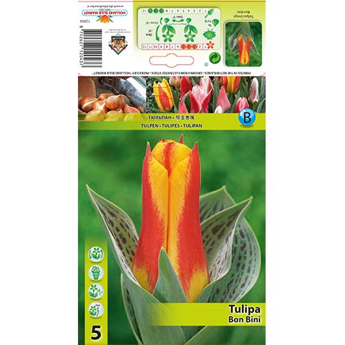 Tulpes Greiga Bon Bini interface.image 1 interface.art 67475