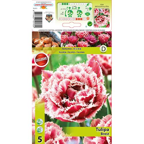 Tulpju Brest interface.image 1 interface.art 68076