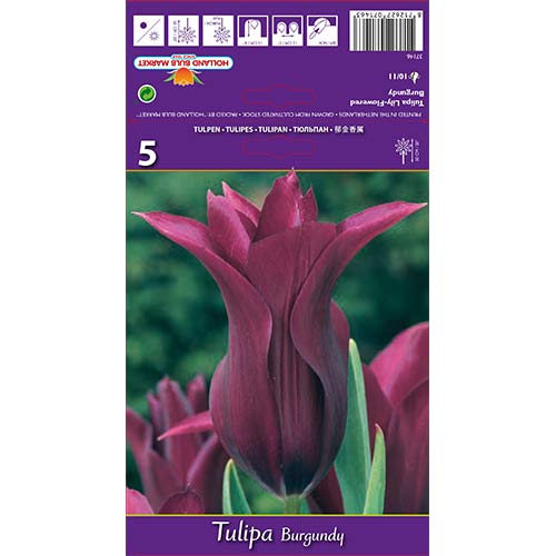Tulpes lilijziedu Burgundy interface.image 1 interface.art 67759