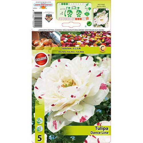 Tulpes pildītās Dance Line interface.image 1 interface.art 67457