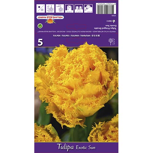 Bārkšziedu tulpes Exotic Sun interface.image 1 interface.art 67698