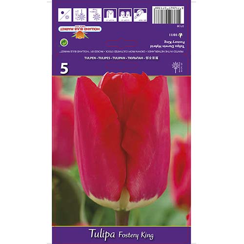 Tulpes Darvina Fostery King interface.image 1 interface.art 67856