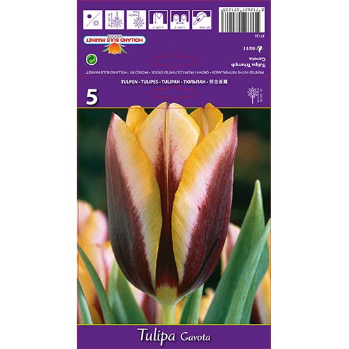 Tulpes Triumph Gavota interface.image 1 interface.art 67840
