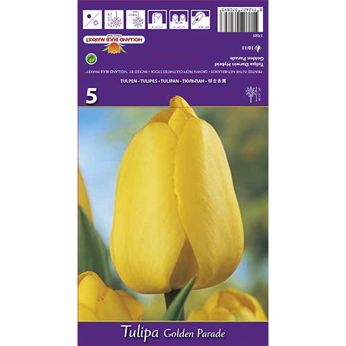 Tulpes Darvina Golden Parade interface.image 1 interface.art 67715