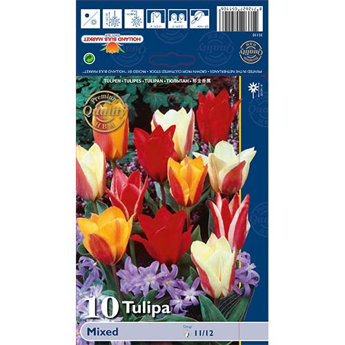 Tulpes Greiga, krāsu mix interface.image 1 interface.art 67872