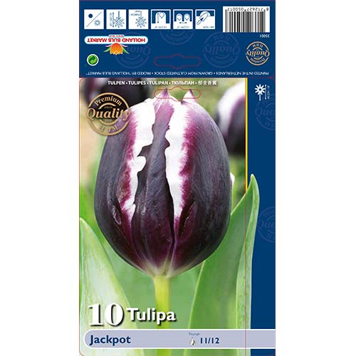 Tulpes Triumph Jackpot interface.image 1 interface.art 67727
