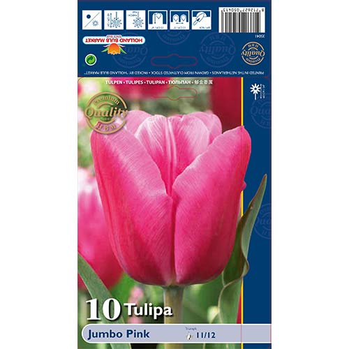 Tulpes Jumbo Pink interface.image 1 interface.art 67726