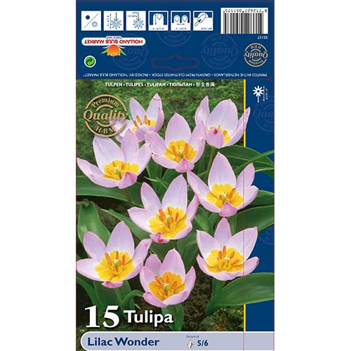 Tulpes botāniskās Lilac Wonder interface.image 1 interface.art 67751