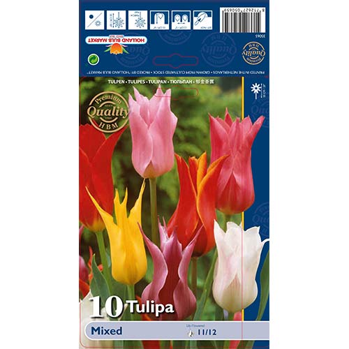Tulpes lilijziedu, krāsu mix interface.image 1 interface.art 67761