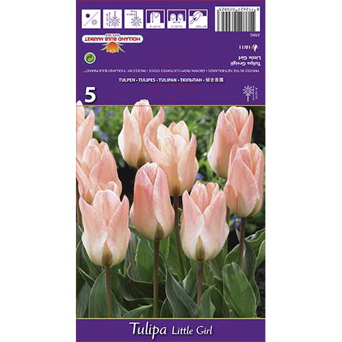 Tulpes Greiga Little Girl interface.image 1 interface.art 68108