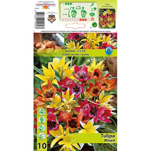 Tulpes botāniskās, krāsu mix interface.image 1 interface.art 67873