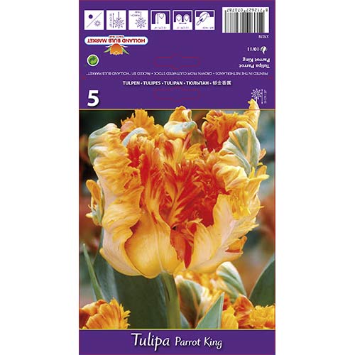 Tulpes papagaiļu Parrot King interface.image 1 interface.art 67801