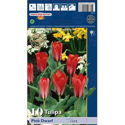 Tulpes Pink Dwarf interface.image 1 interface.art 67794