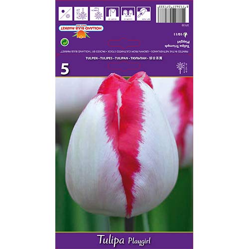 Tulpes Triumph Playgirl interface.image 1 interface.art 67796