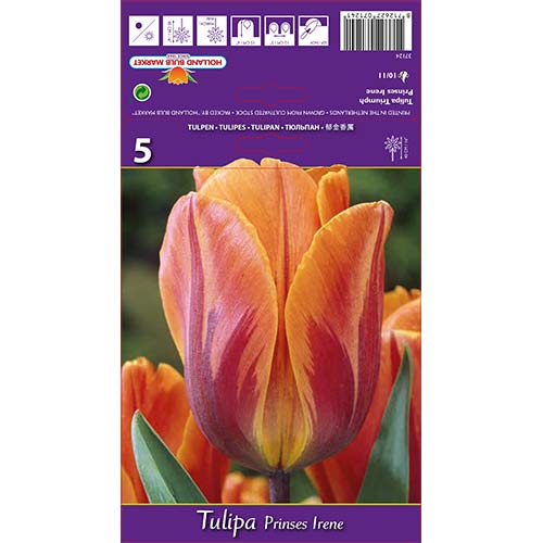 Tulpes Prinses Irene interface.image 1 interface.art 67806