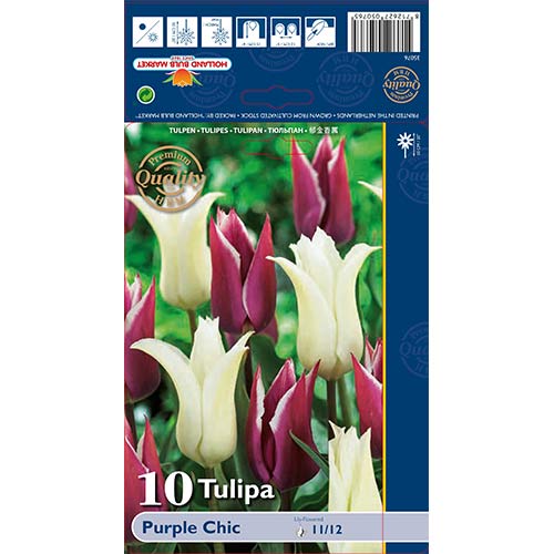 Tulpes lilijziedu Purple Chic, krāsu mix interface.image 1 interface.art 68046