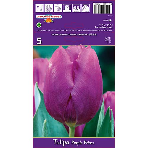 Tulpes Triumph Purple Prince interface.image 1 interface.art 67791