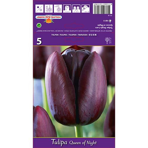 Tulpes Queen of Night interface.image 1 interface.art 67741