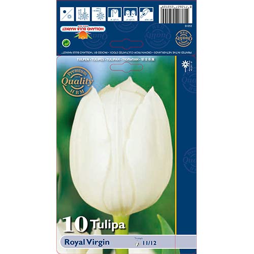 Tulpes Triumph Royal Virgin interface.image 1 interface.art 67819