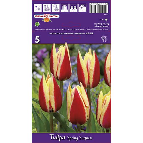 Tulpes Triumph Spring Surprise interface.image 1 interface.art 68112