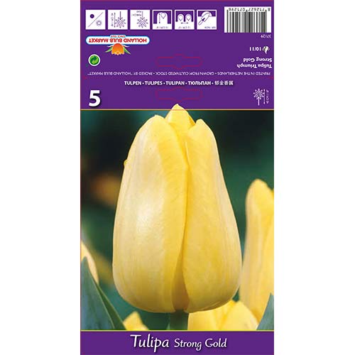 Tulpes Triumph Strong Gold interface.image 1 interface.art 70220