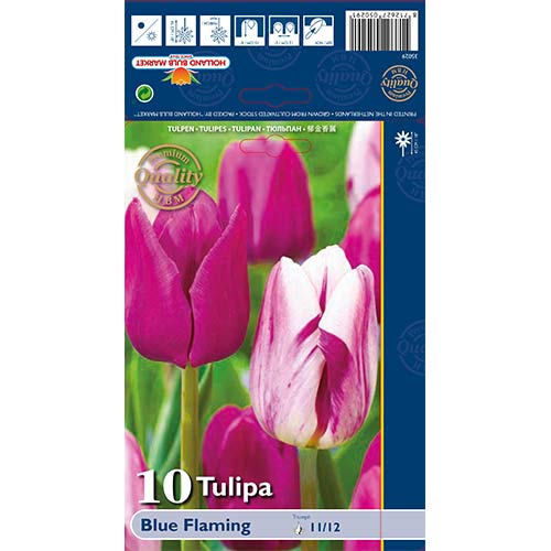 Tulpes Blue Flamingo, krāsu mix interface.image 1 interface.art 68030