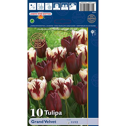 Tulpes Grand Velvet, krāsu mix interface.image 1 interface.art 68033