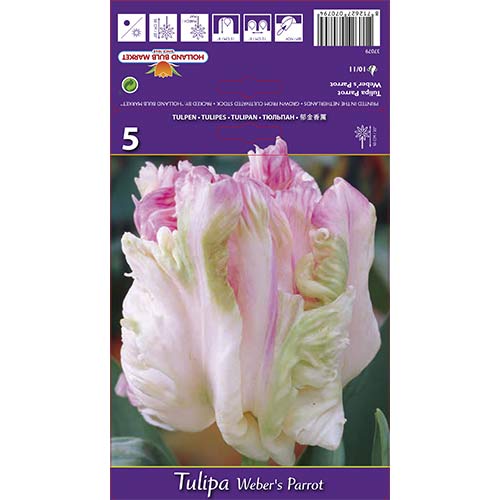 Tulpes papagaiļu Weber's Parrot interface.image 1 interface.art 67710