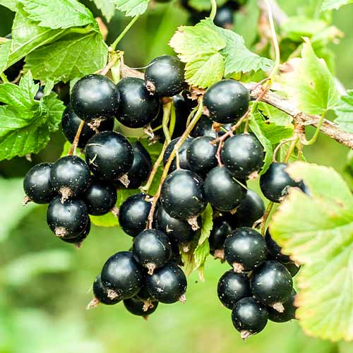 Upene Big Ben, Р9 interface.image 1 interface.art 7575