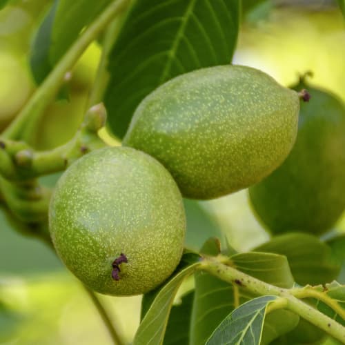 Valrieksts Franquette, C2 interface.image 1 interface.art 9686