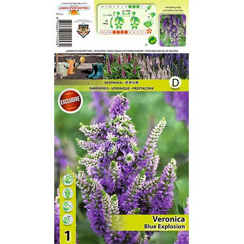 Vārpu veronika Blue Explosion interface.image 1 interface.art 70453