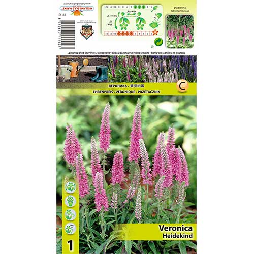 Vārpu veronika Heidekind interface.image 1 interface.art 70454